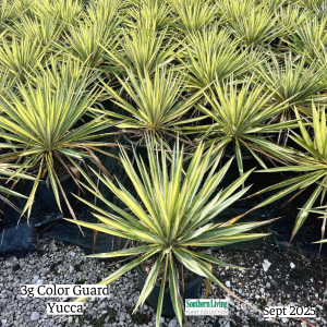 September 2025 3g Color Guard Yucca Group Website